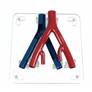 Iliac Artery&Vein Vascular Model for Demonstration