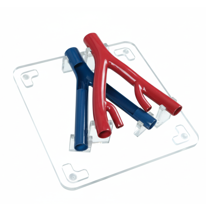 Iliac Artery and Vein Vascular Model for Demonstration - 图片 2